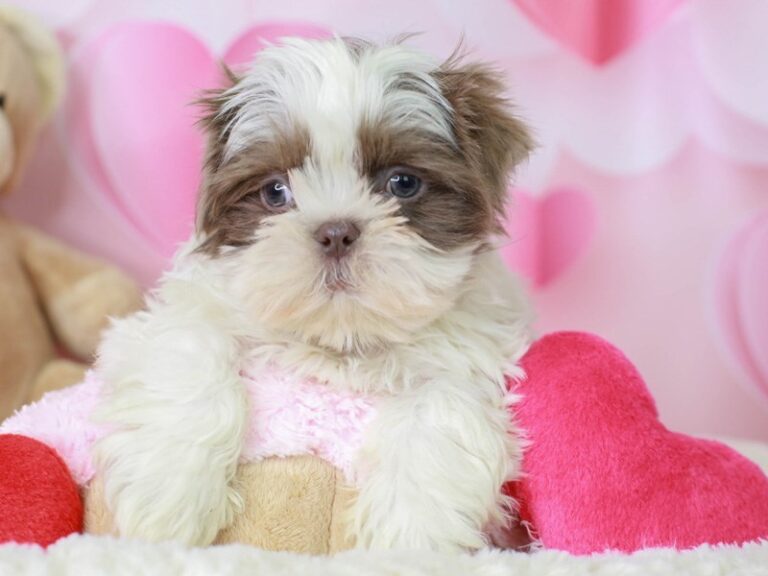 Shih Tzu
