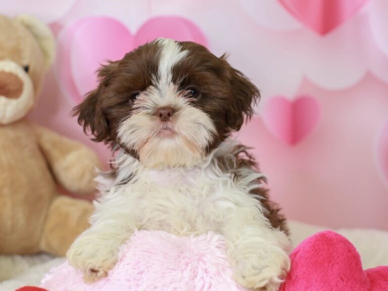 Shih Tzu