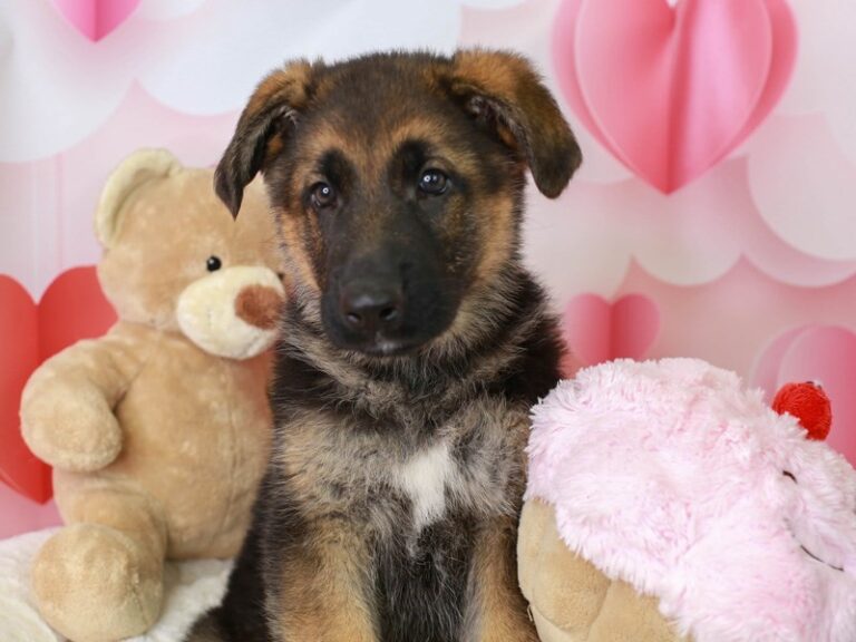 German Shepherd