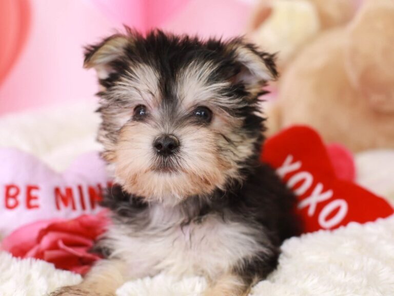 Morkie