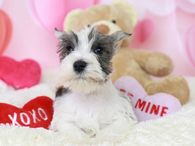 Mini Schnauzer