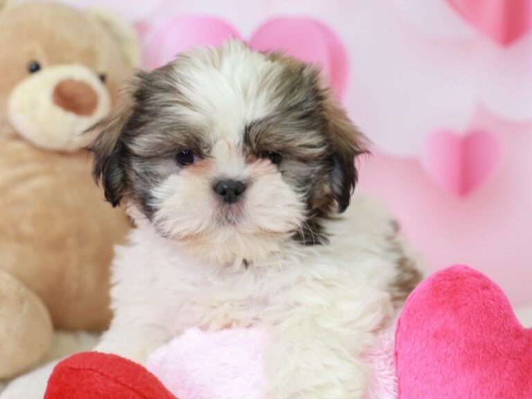 Shih Tzu