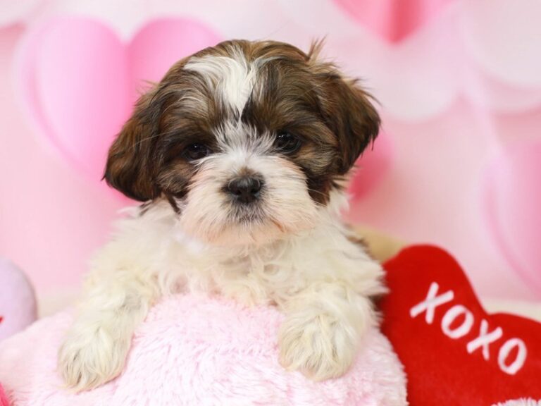 Shih Tzu
