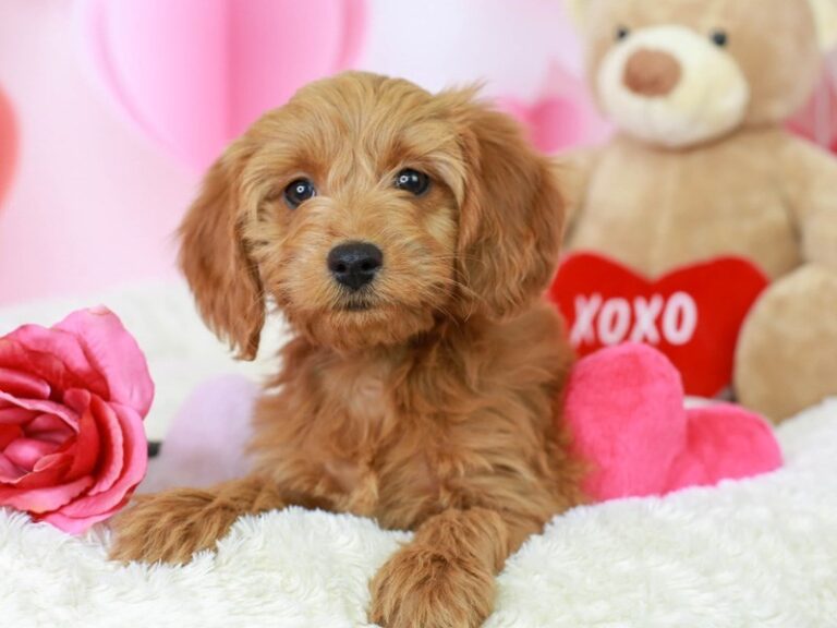 Mini Goldendoodle
