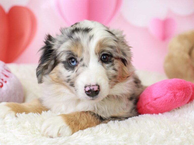 Mini Aussie