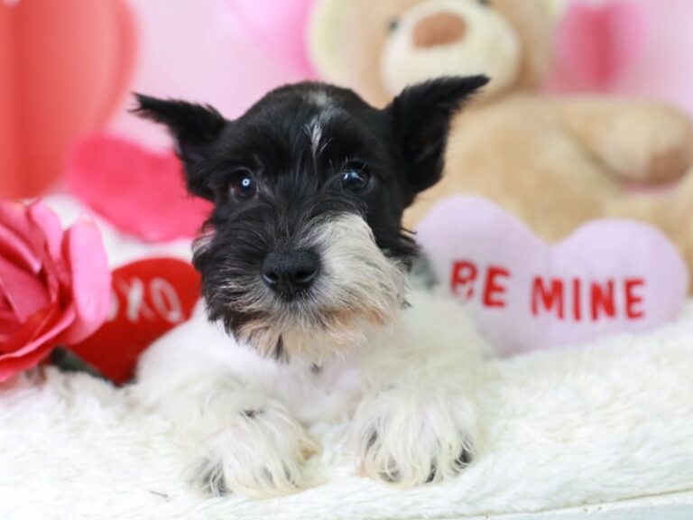 Mini Schnauzer