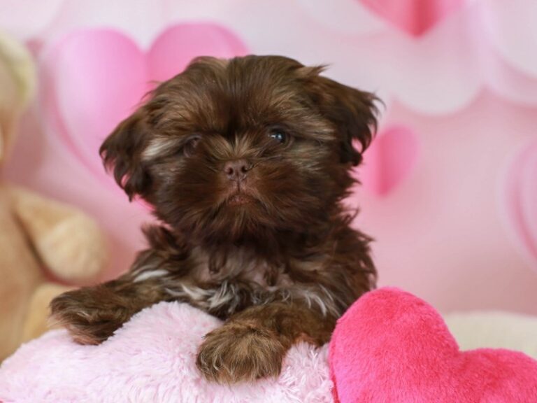 Shih Tzu