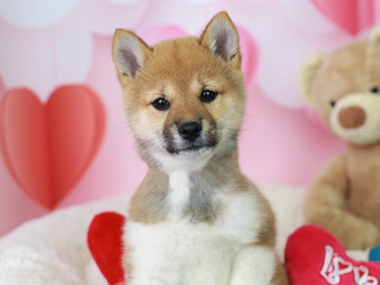 Shiba Inu