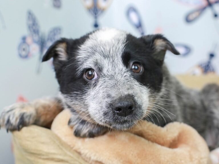 Blue Heeler