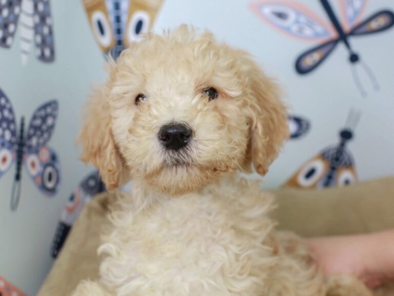 Goldendoodle