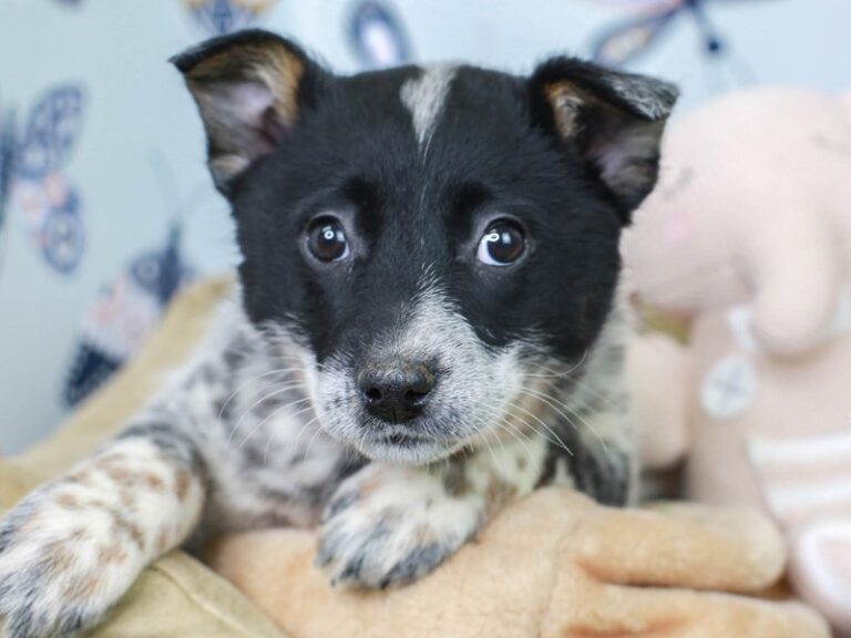Blue Heeler
