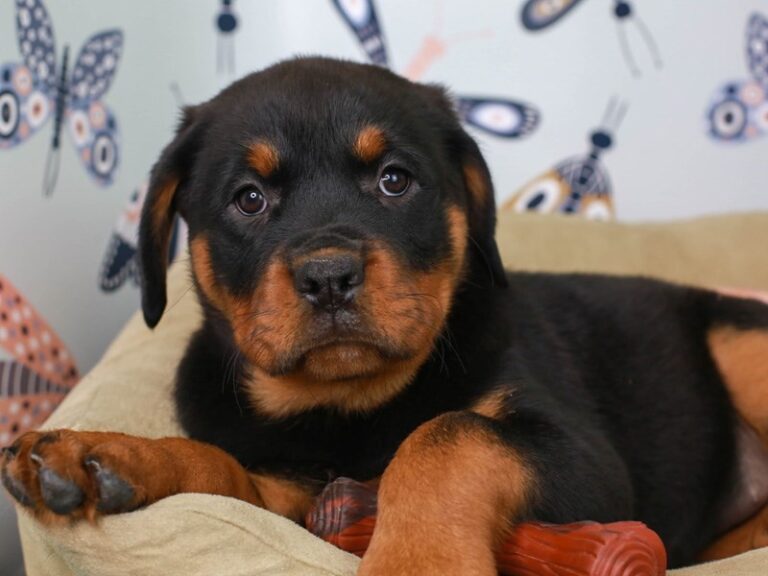 Rottweiler