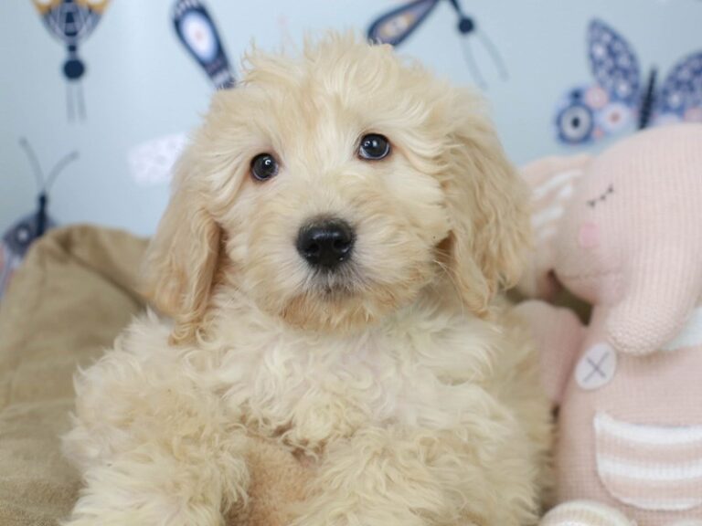 Goldendoodle