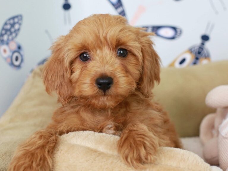 Mini Goldendoodle