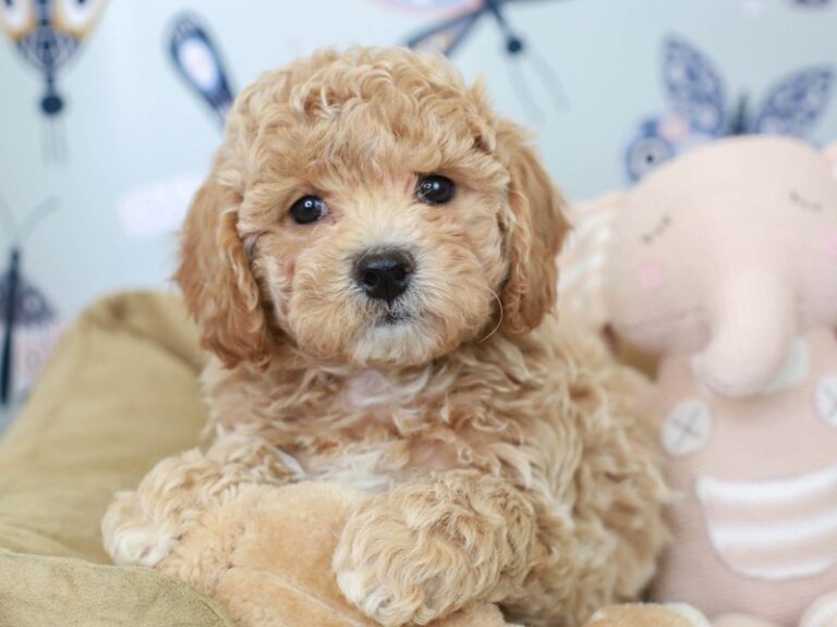Poochon