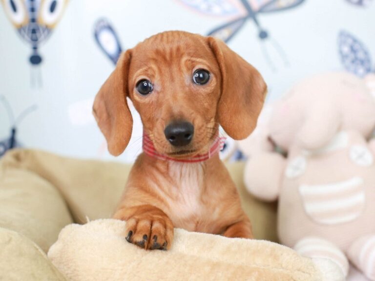 Dachshund