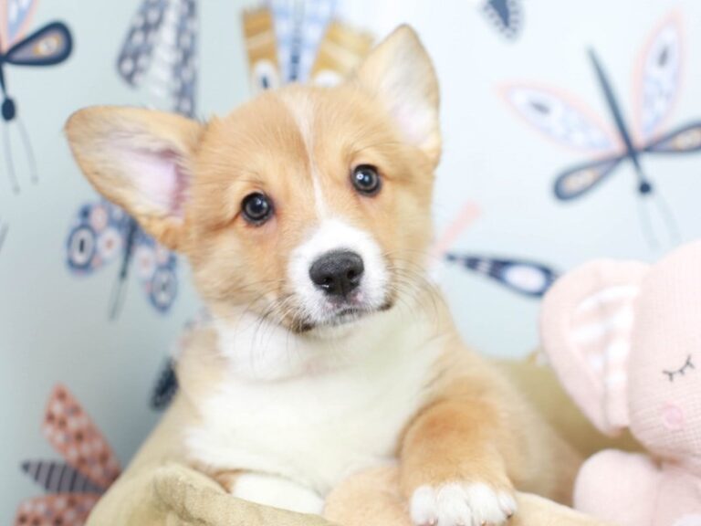 Pembroke Welsh Corgi
