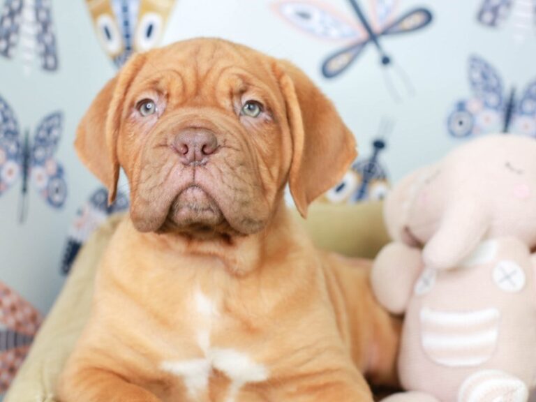 Dogue De Bordeaux