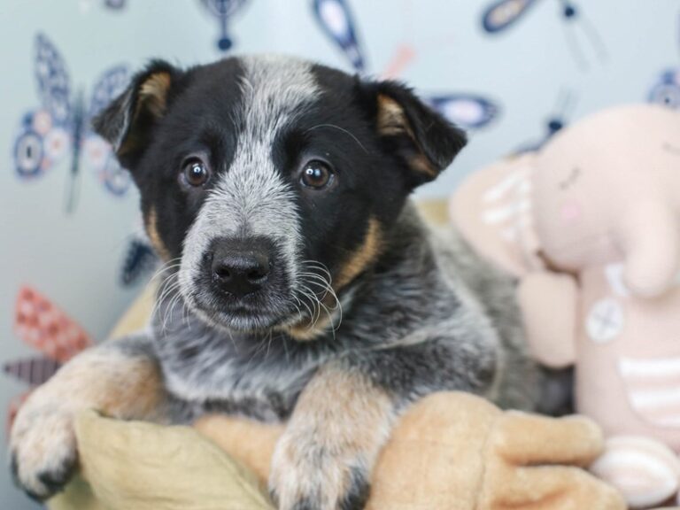 Blue Heeler