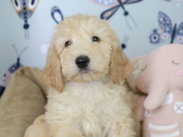 Goldendoodle
