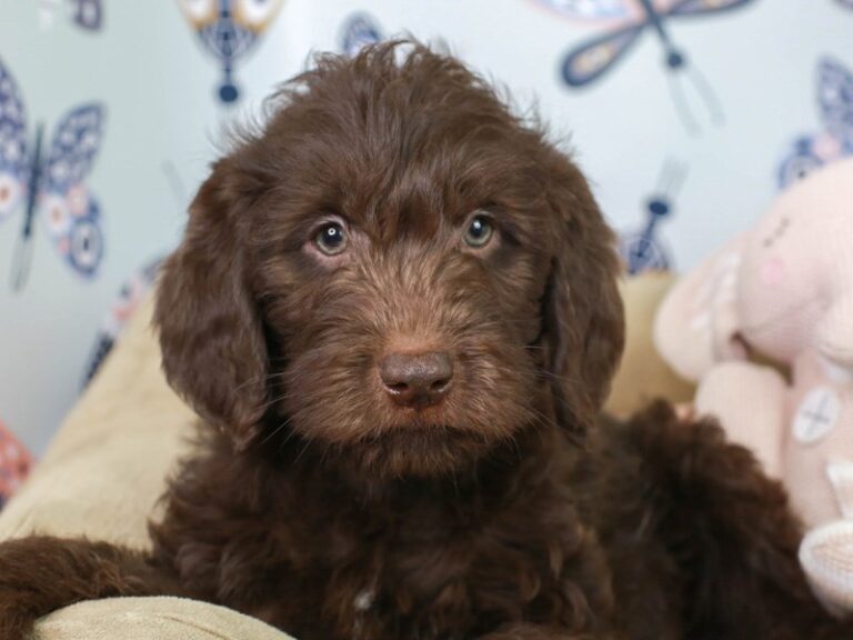 Labradoodle