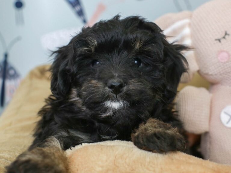 Mini Bernedoodle
