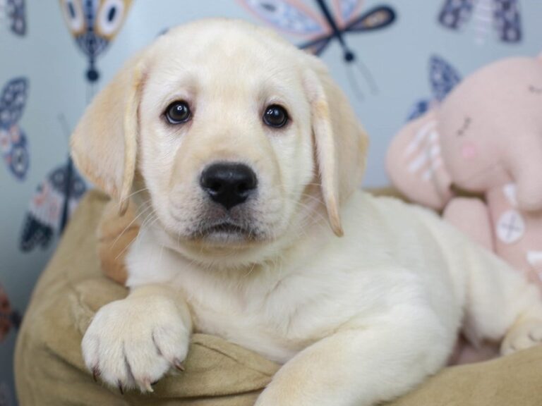 Labrador Retriever