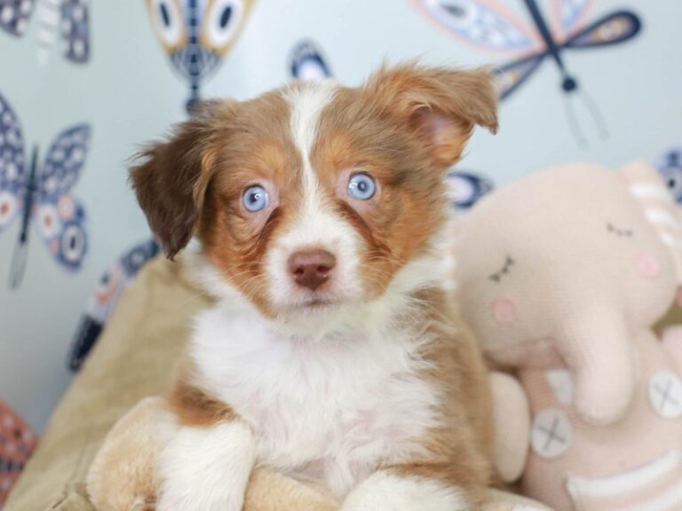 Mini Aussie