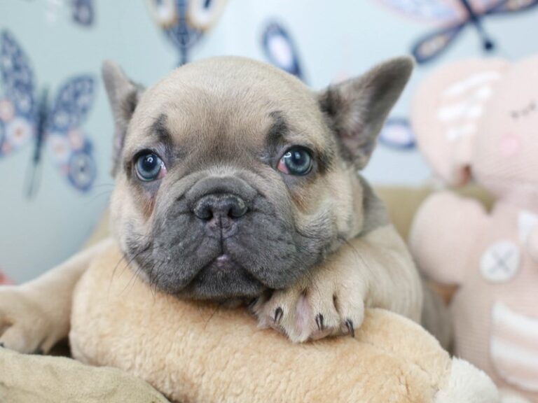 French Bulldog