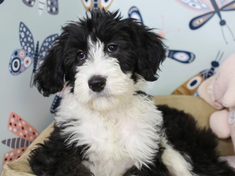 Sheepadoodle