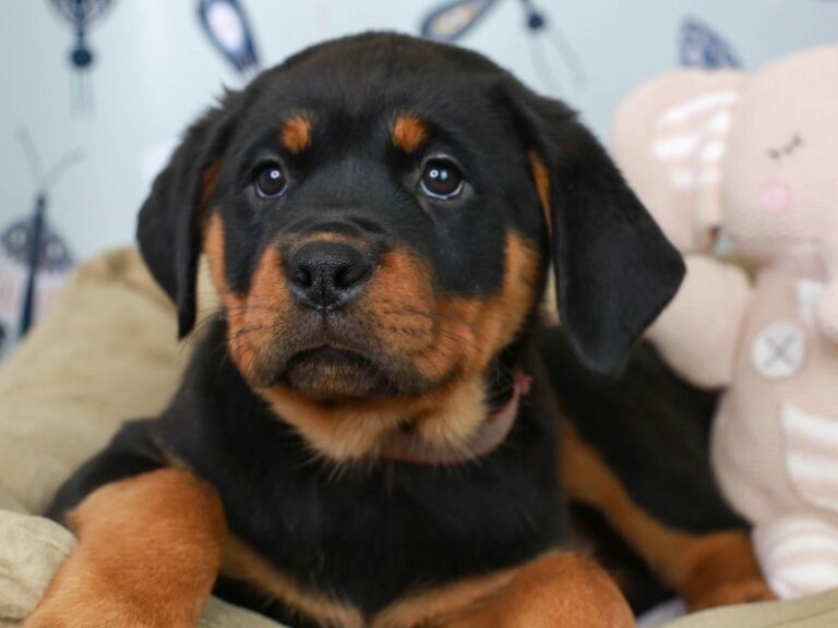 Rottweiler