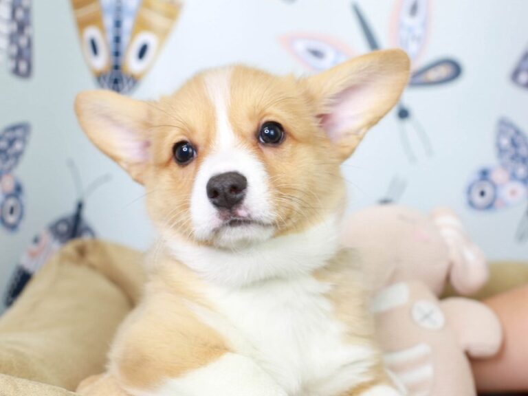 Pembroke Welsh Corgi