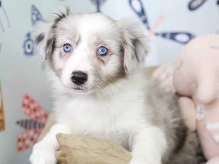 Mini Aussie