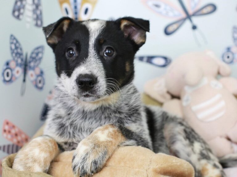 Blue Heeler
