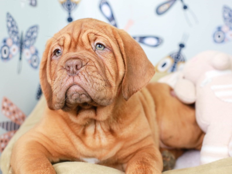 Dogue De Bordeaux-Female--3008916-Animal Kingdom | Puppies N Love