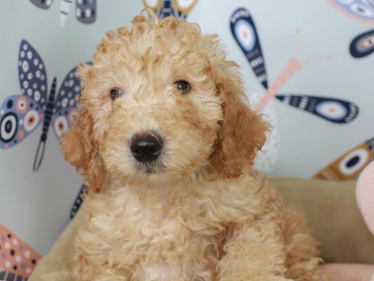Goldendoodle