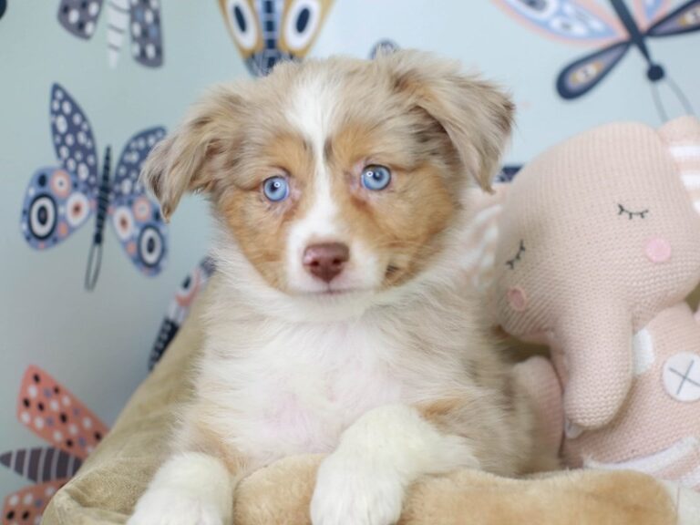 Mini Aussie