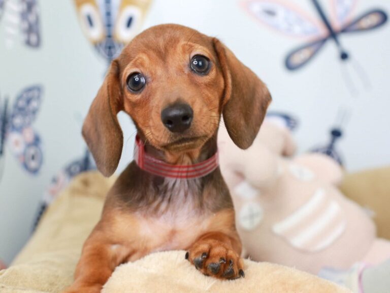 Dachshund