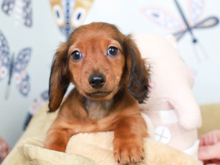 Dachshund