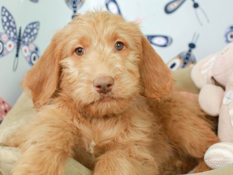 Labradoodle