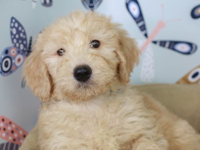 Goldendoodle