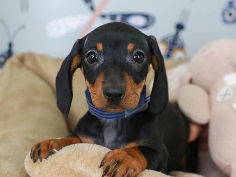 Dachshund