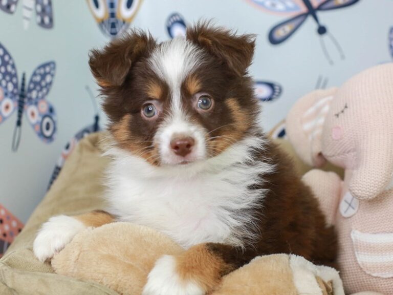 Mini Aussie