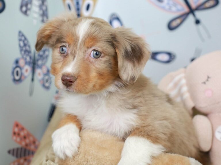 Mini Aussie
