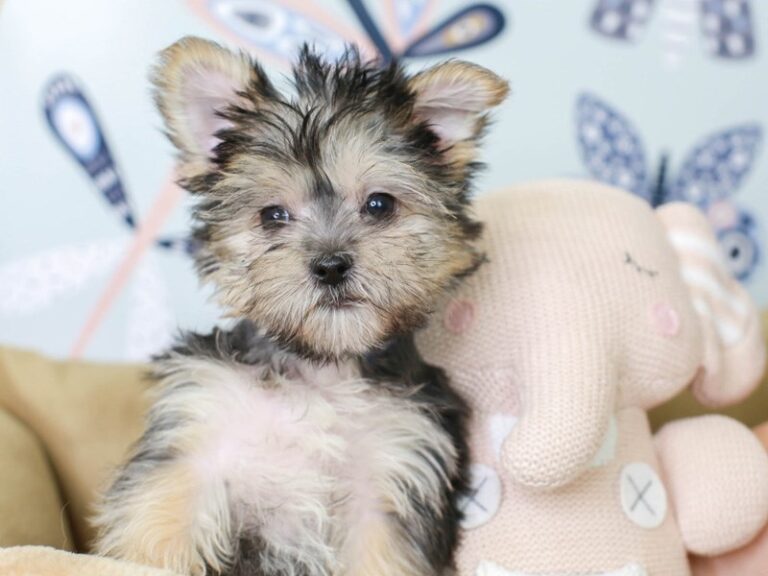 Morkie