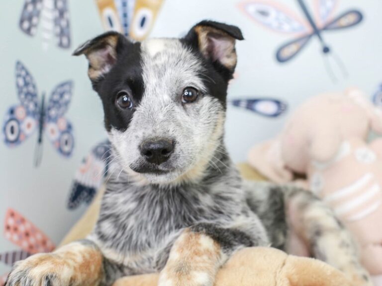 Blue Heeler