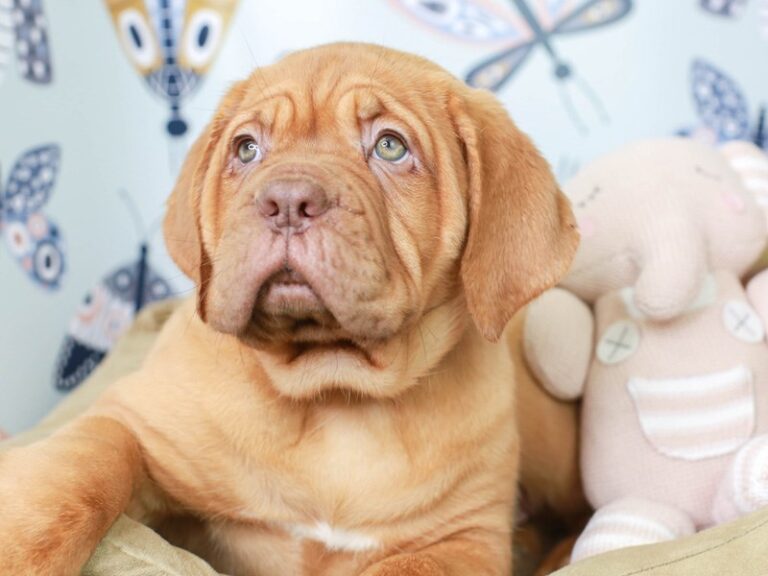 Dogue De Bordeaux