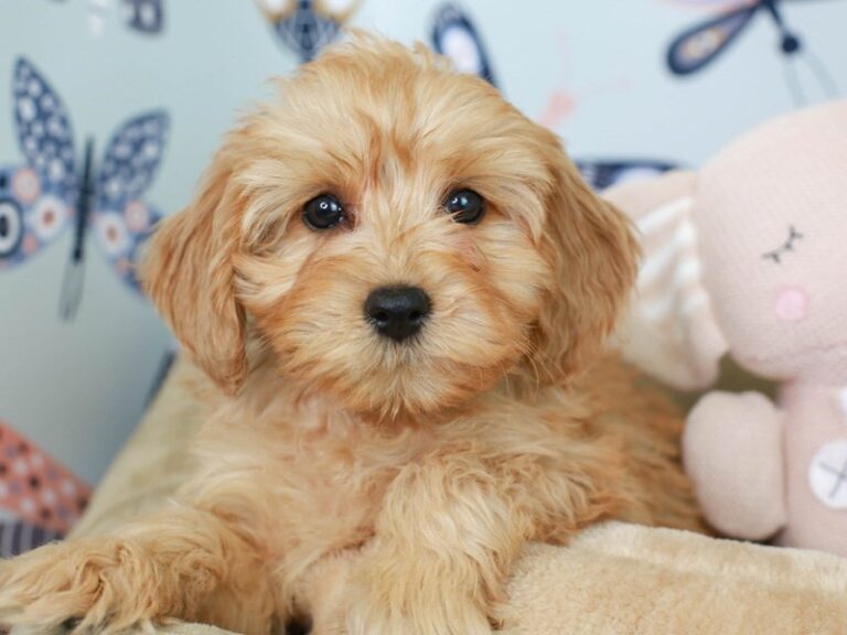 Mini Goldendoodle