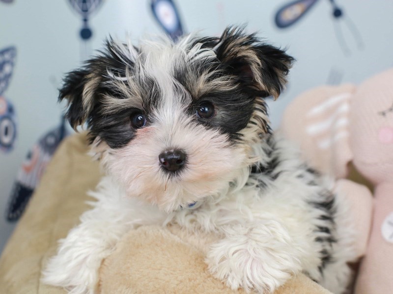 Biewer Terrier-Male--3009520-Animal Kingdom | Puppies N Love