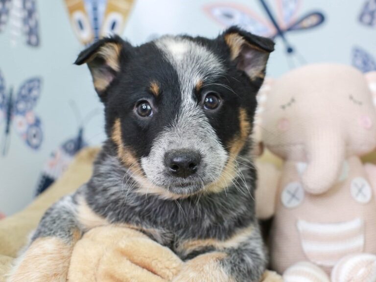 Blue Heeler